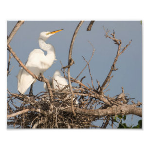 White Egret and Baby in Nest Photography Print