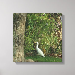 White Egret Canvas Print