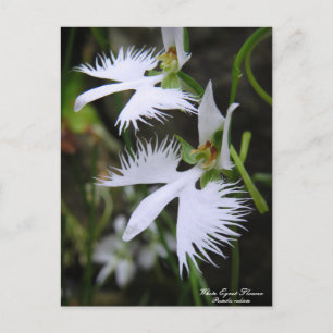 White Egret Flower ：Postcard Postcard