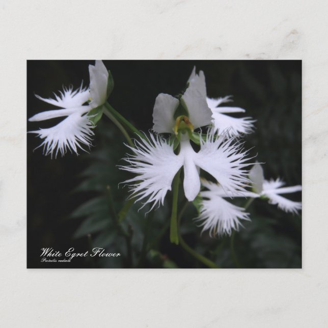 White Egret Flower ：Postcard Postcard (Front)