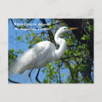 White Egret in the wild