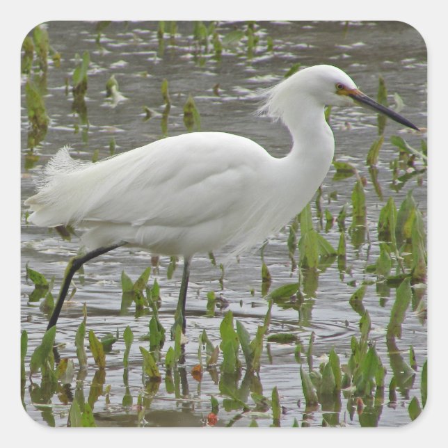 White Egret Photo Water Greens Wading Bird Square Sticker (Front)