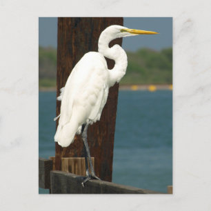 White Egret Postcard