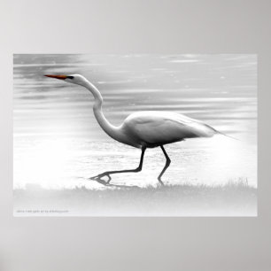 White Egret Poster