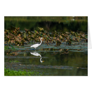 White Egret Reflection