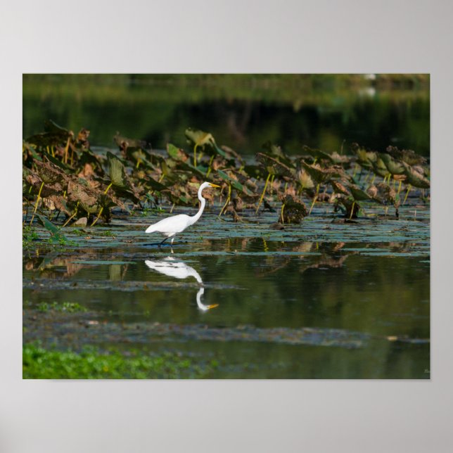 White Egret Reflection Poster (Front)