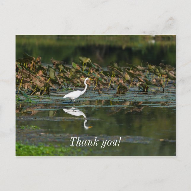White Egret Reflection Thank You Postcard (Front)
