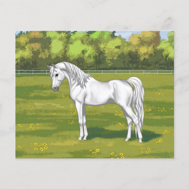 White Egyptian Arabian Horse in Summer Pasture (Front)