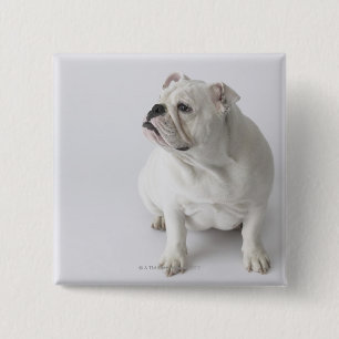 White English Bulldog 15 Cm Square Badge