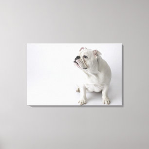 White English Bulldog Canvas Print