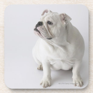 White English Bulldog Coaster