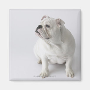White English Bulldog Magnet