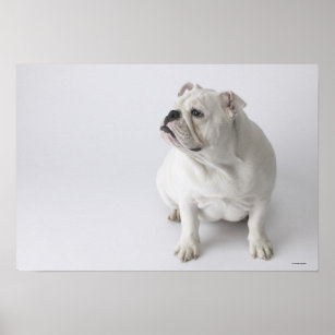 White English Bulldog Poster