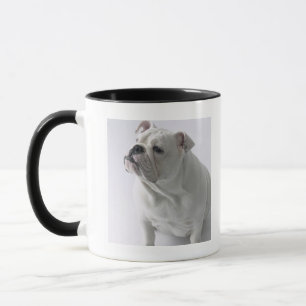 White English Bulldog sitting in studio, Mug