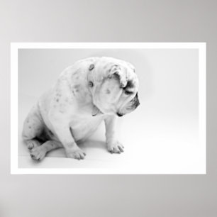White English Bulldog Sitting Poster