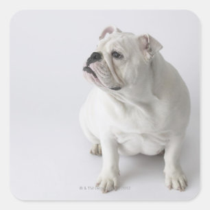 White English Bulldog Square Sticker