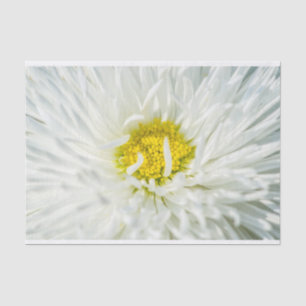 White English Daisy Flower Tissue Paper