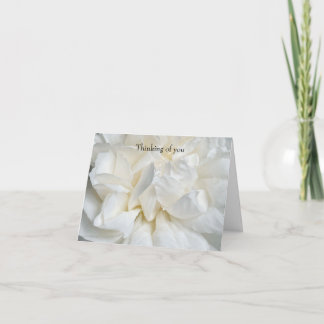 White English rose closeup Card