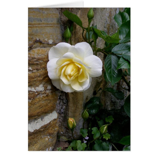 White English Rose Photograph Greeting Card (Front)