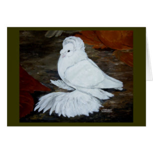 White English Trumpeter Pigeon