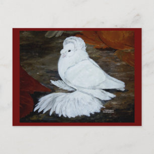 White English Trumpeter Pigeon Postcard