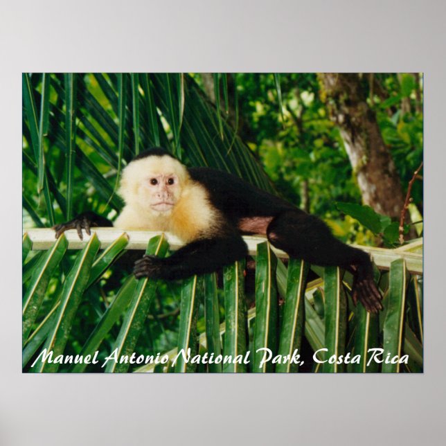 White Face Monkey Costa Rica Poster (Front)