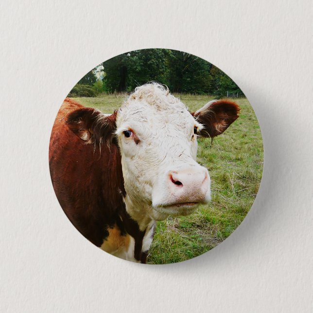 White Faced Beef Cow 6 Cm Round Badge (Front)