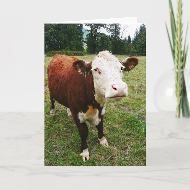 White Faced Beef Cow Card (Front)