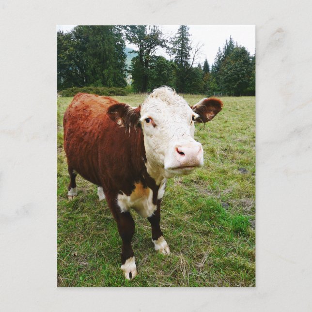 White Faced Beef Cow Postcard (Front)