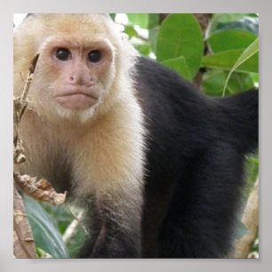 White Faced Capuccin Monkey Poster Print