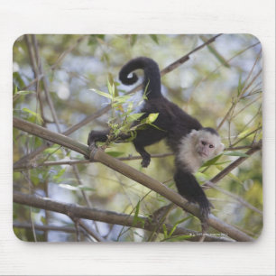 White-Faced Capuchin, Guanacaste, Costa Rica Mouse Mat