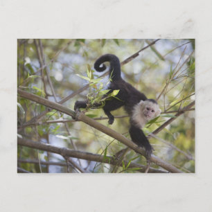 White-Faced Capuchin, Guanacaste, Costa Rica Postcard