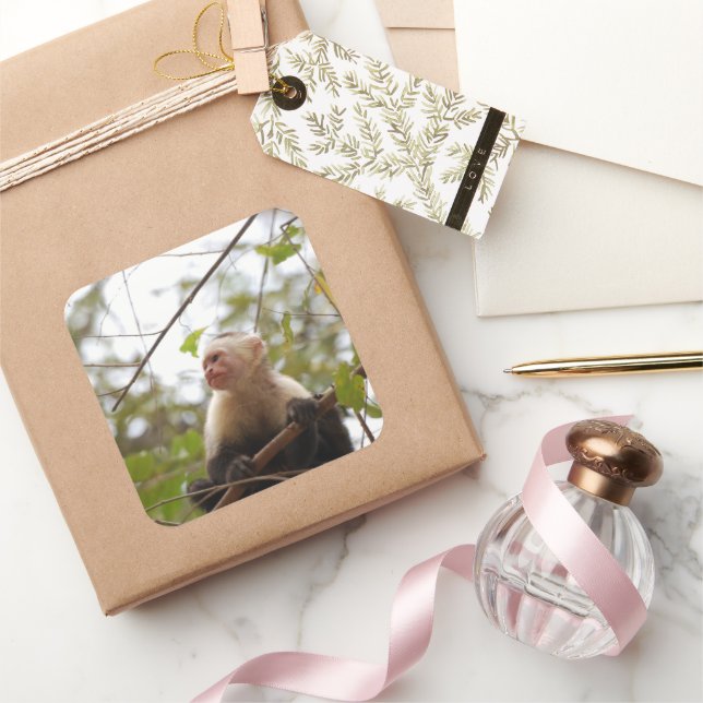 White Faced Capuchin Monkey Photography Square Sticker (Gifting)