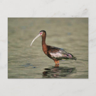 White-faced ibis postcard