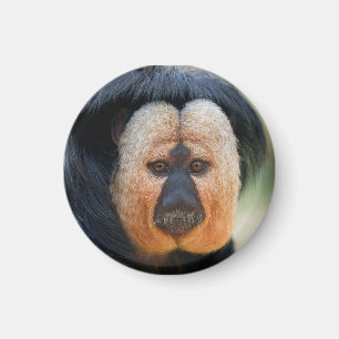 White-faced Saki Magnet