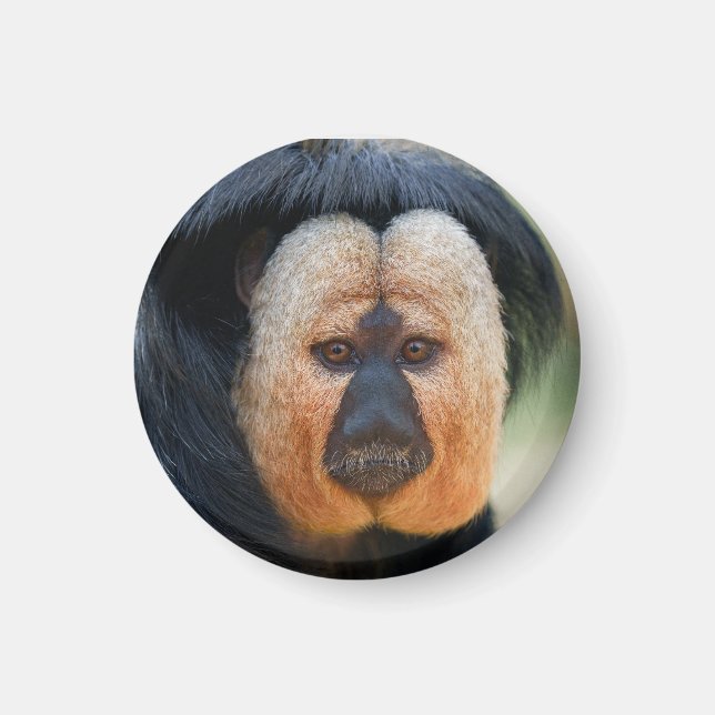 White-faced Saki Magnet (Front)