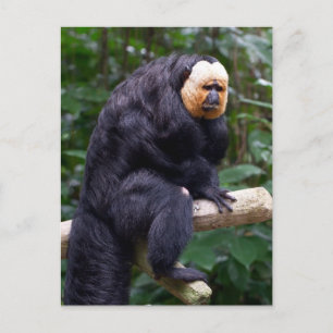 White Faced Saki Monkey Postcard