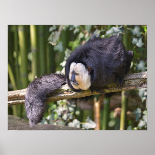 White-faced saki on branch postcard metal ornament poster