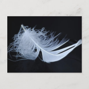 White feather - angelic by nature postcard