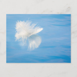 White Feather Reflects on Water   Seabeck, WA Postcard