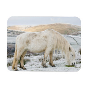 White Fell Pony on Moorland in Winter Magnet
