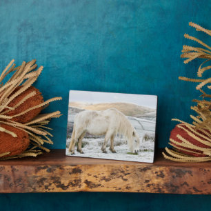 White Fell Pony on Moorland in Winter Plaque