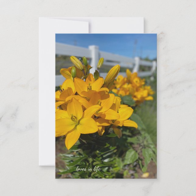 White Fence, Yellow Lilies  Card (Front)