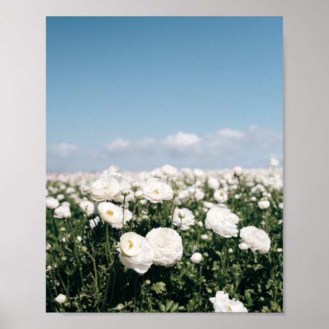 White field of flowers - poster print (Front)