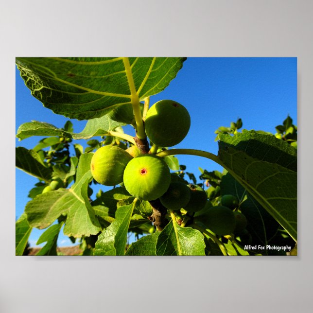 White Figs Blue Sky Poster (Front)