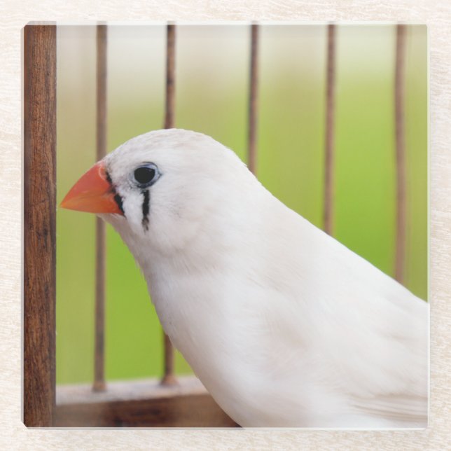 White Finch Bird in Cage Glass Coaster (Front)