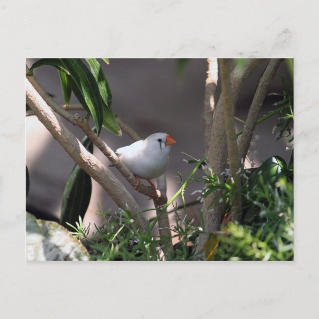 White Finch Photo Postcard (Front)
