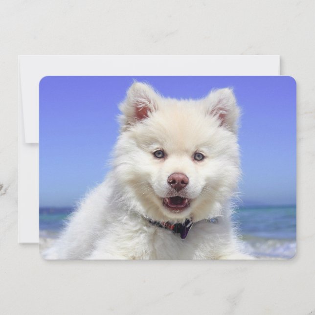 White Finnish Lapphund Puppy Cute (Front)