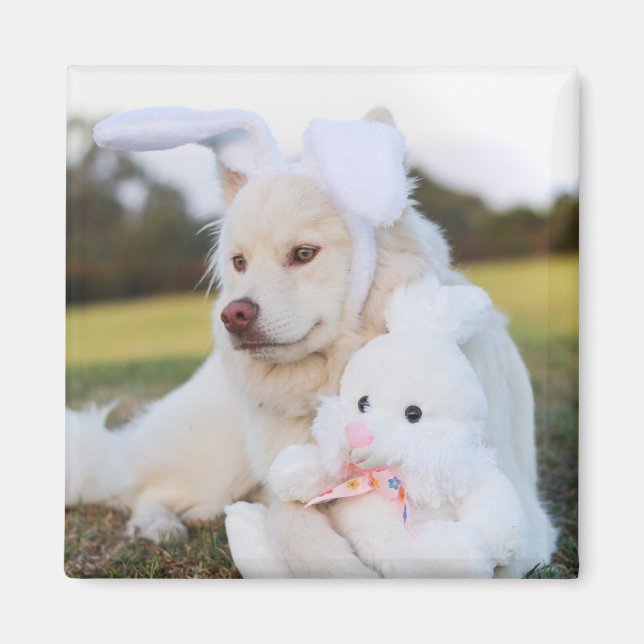 White Finnish Lapphund Puppy Cute Magnet (Front)