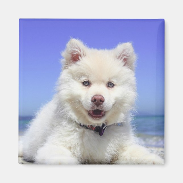 White Finnish Lapphund Puppy Cute Magnet (Front)